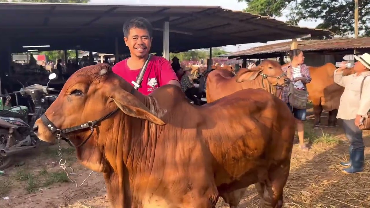 ข่าวดี ราคาวัวดีขึ้น ตลาดบ้านหัน 13 สค 68 