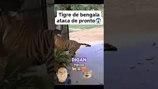 Tigre de bengala ataca de nuevo 🤭😱 #viral #perros #rescate #animals