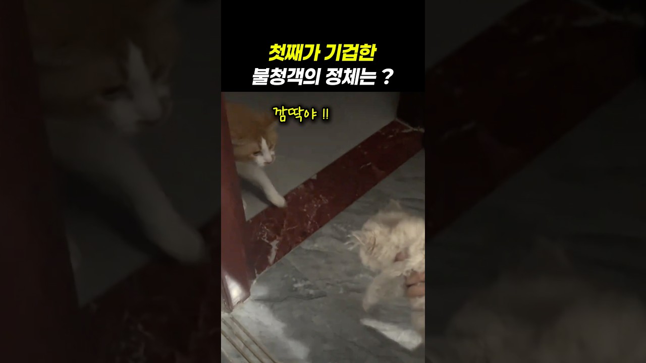 막둥이를 처음 본 첫째 고양이의 현실 반응
