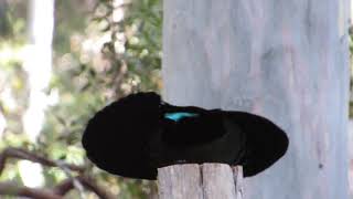 Victorias Riflebird display at Atherton Tablelands Birdwatchers Cabin