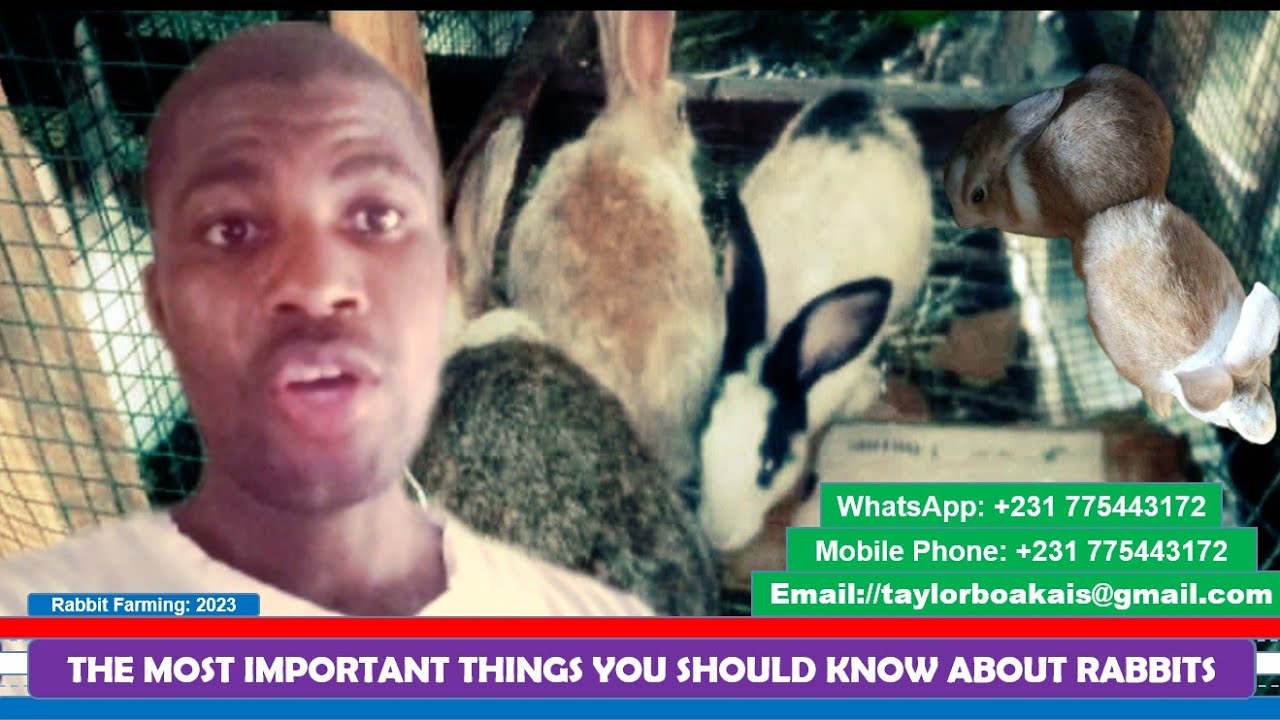 Liberia Rabbit Farm THE MOST IMPORTANT THINGS YOU NEED TO KNOW ABOUT