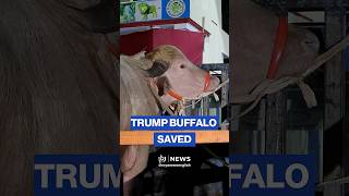 Famous blonde buffalo named "Trump" saved from Eid al-Adha slaughter
