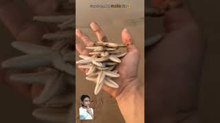 Small Acts, Big Impact Saving Starfish Lives