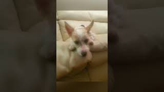Rescue Dogs #rescue #doglife #dogs @omidthemiracledog