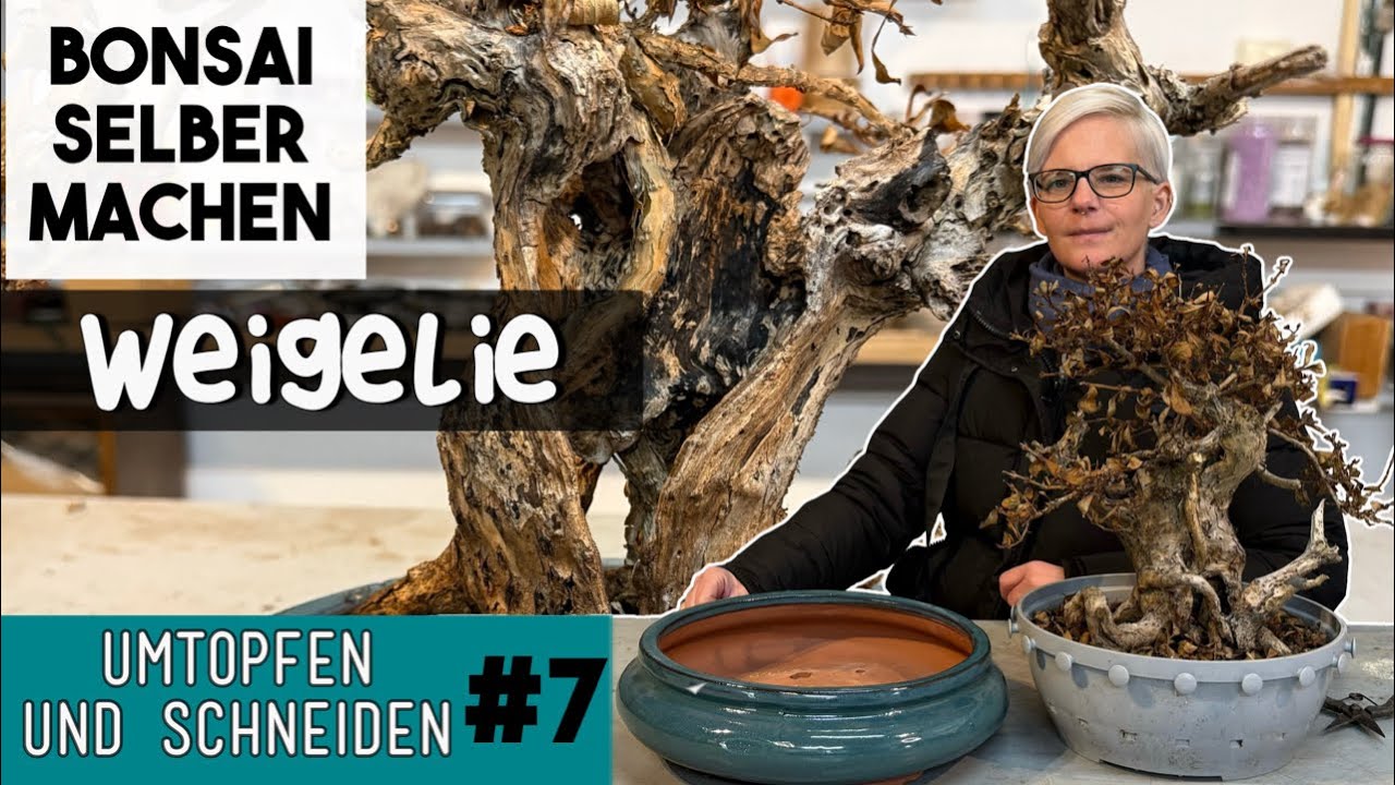 Weigelie umtopfen & schneiden | BONSAI selber machen | Part 7
