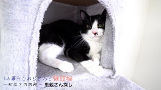 暴れる猫の初めての病院｜猫3種ワクチン｜23~24日目【里親さん探し】