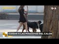 ¡PAVIMENTO ARDIENDO! Cómo evitar quemaduras y golpes de calor en tus mascotas | Alerta CDMX