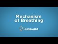 Mechanism of Breathing - EMTprep.com
