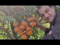 How They Produce Oranges in Pakistan. Orange Farm in 47 Bagan wali. Vlog 49eb
