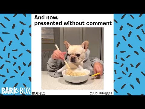 funny-dog-meme-compilation!!!-|-barkbox