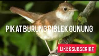 Suara pikat burung ciblek gunung ampuh |