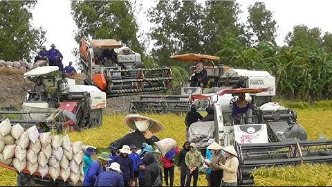 đoàn máy cắt 105 binh tóc độ cắt lúa nhật công 900K giá lúa bán 7500₫K tập 93# maibangtv 