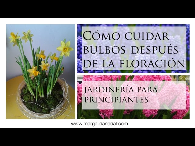 Cómo cuidar las plantas de bulbo después de su floración.?? Jardinería  para dummies - YouTube