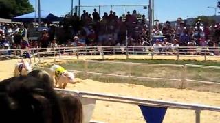 Alameda County Fair Pig Races 2007