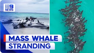 Pod of whales stranded on WA beach | 9 News Australia