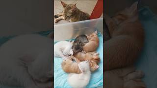 Cats & kittens are 759 & 676 & 575 & 558 &510 & 434 & 319 & 281 & 181 &51 &30 & 342 &275 &173 &139