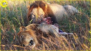 Lion Attack \& Eat Lion | Brutal Moments Lion Fight To De.a.th Caught On Camera