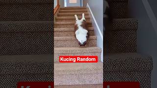 LUCU‼️Kelakuan Kucing Random