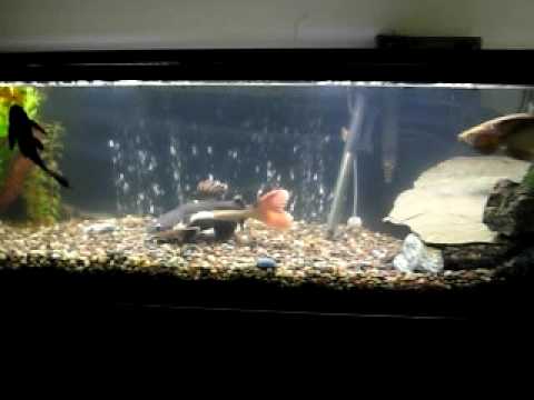 Jardini Arowana  and Red Tail Catfish YouTube