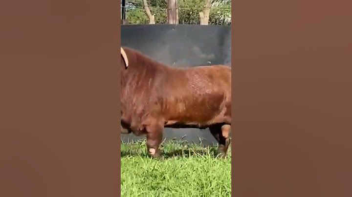 Giant KALAHARI RED Goat |  Available for Sell Contact: 8956646835 | #shorts #boergoat #kalahari