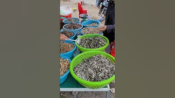 Các loại ốc biển và giá của nó. Dốc lết, Ninh Hòa, Khánh Hòa
