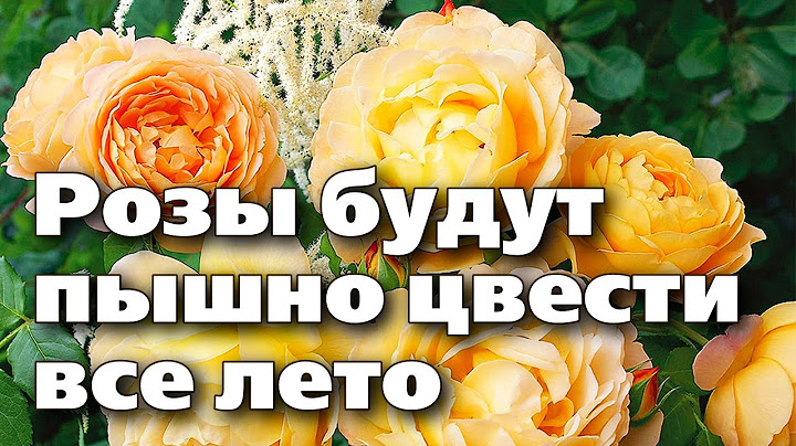 СДЕЛАЙТЕ ЭТИ 4 ШАГА, И РОЗЫ БУДУТ ЦВЕСТИ ВСЕ ЛЕТО