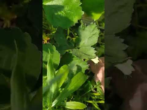 Усы клубники рассада