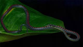 PARADISE TREE SNAKE