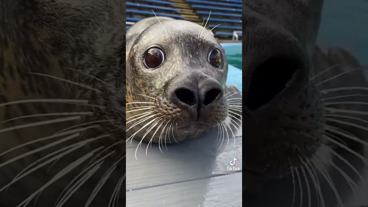Just a Sexy Seal 😏 Funny Tik Tok Videos & Compilations shorts YouTube