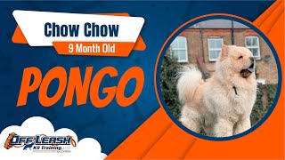 Best Chow Chow Dog Training | Pongo | Dog Training in London