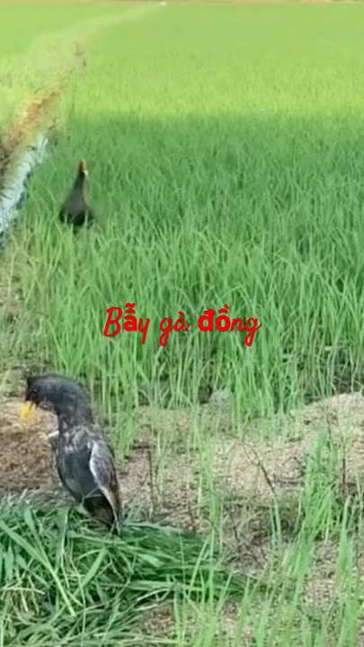 Kèo này về 3  con #gadong #cumnum