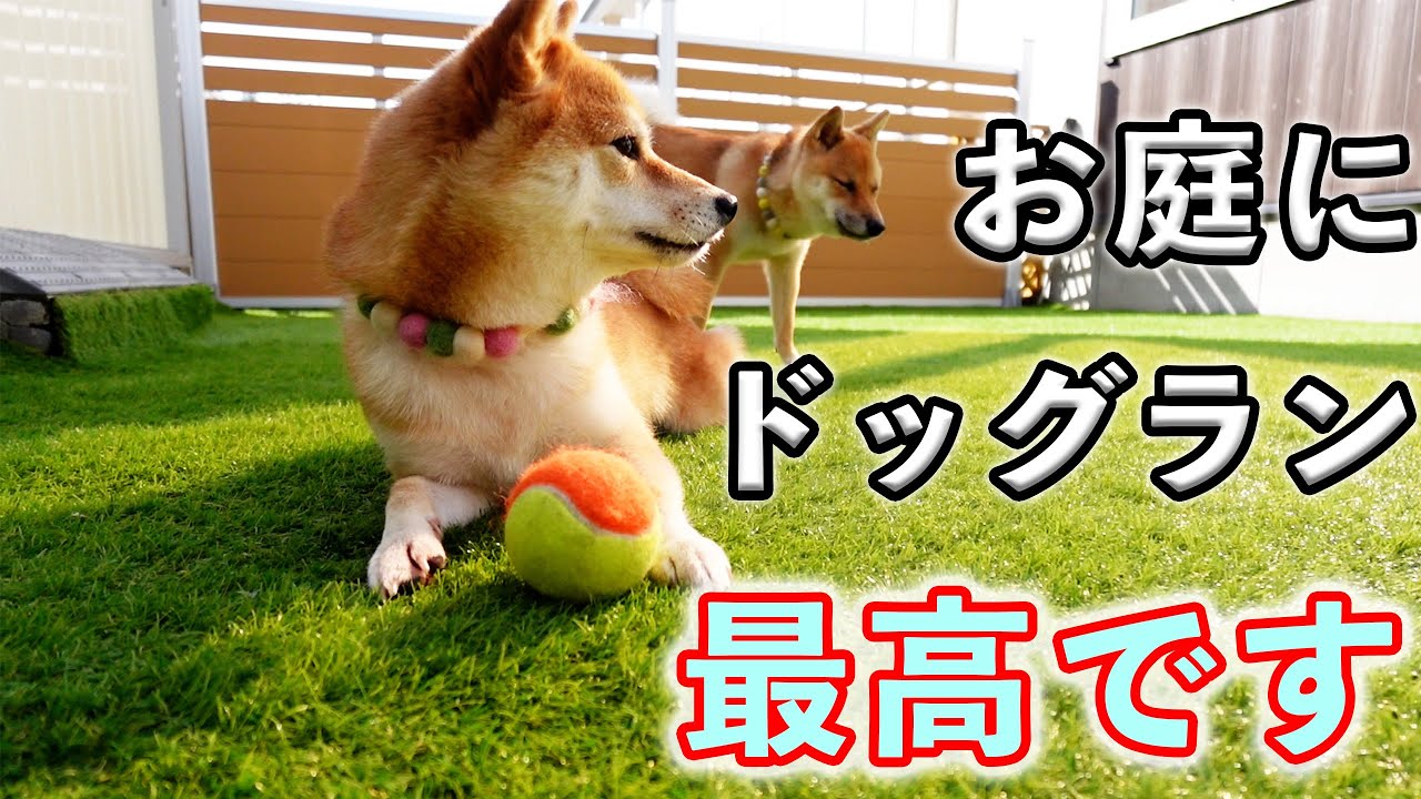 お庭DIYドッグランを作ってみて思うこと「アルミフェンス・人工芝・費用・デメリット」柴犬／豆柴 YouTube