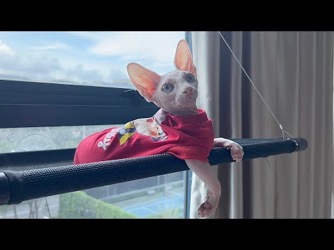 マイペースな毛のない子猫が可愛すぎる【スフィンクス猫】