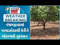 Panchmalah Crop Damage News | પંચમહાલમાં વાવાઝોડાથી કેરીને મોટાપાયે નુકસાન | Gujarati Samachar