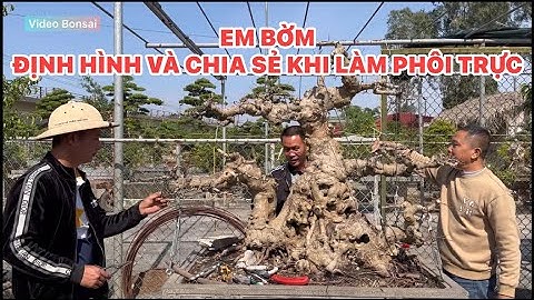 EM BỜM CHIA SẺ VÀ ĐỊNH HÌNH PHÔI TRỰC TẠI KHU VƯỜN VIDEO BONSAI ☎️ 093.6868.168