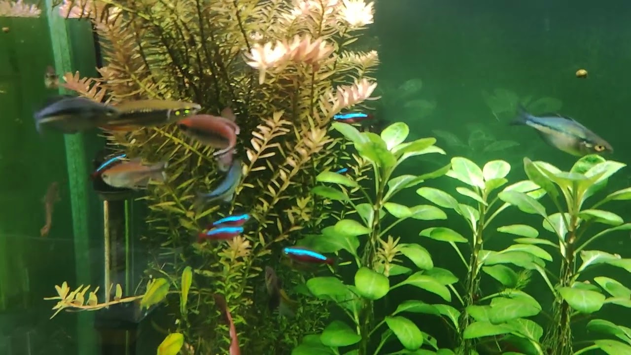Мой аквариум 300 литров с тетрами Конго, радужницами и другими мирными рыбками, 01.02.2026