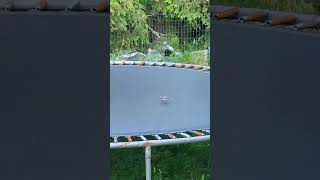 Bird jumping on the trampoline? shorts funny animals