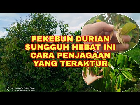 Video: Penjagaan Musim Sejuk Untuk Agapanthus - Ketahui Cara Menjaga Agapanthus Pada Musim Sejuk