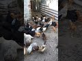 Как уживаются цыплята с курми