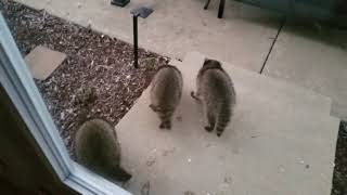 Baby raccoons stealing my patio cushions