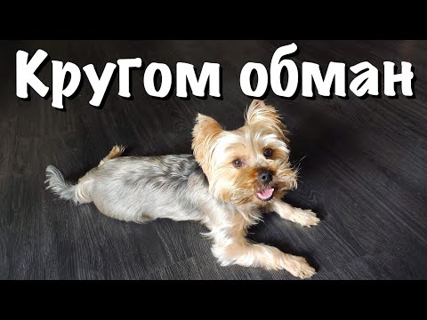 Как дать таблетку собаке || Без борьбы и сопротивления || Лёгкий способ для азартных питомцев