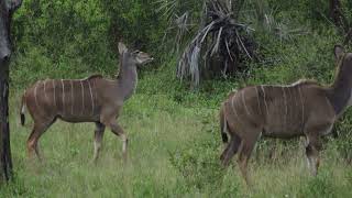 Kudu Cows On The Move Through The Bush