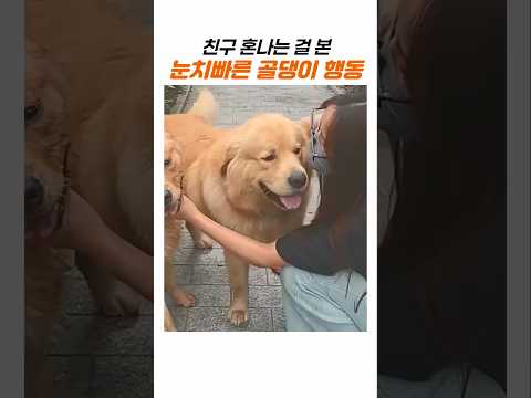 이래서 리트리버가 천사견 소리를 듣는구나 thumbnail