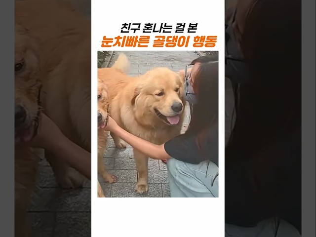 이래서 리트리버가 천사견 소리를 듣는구나