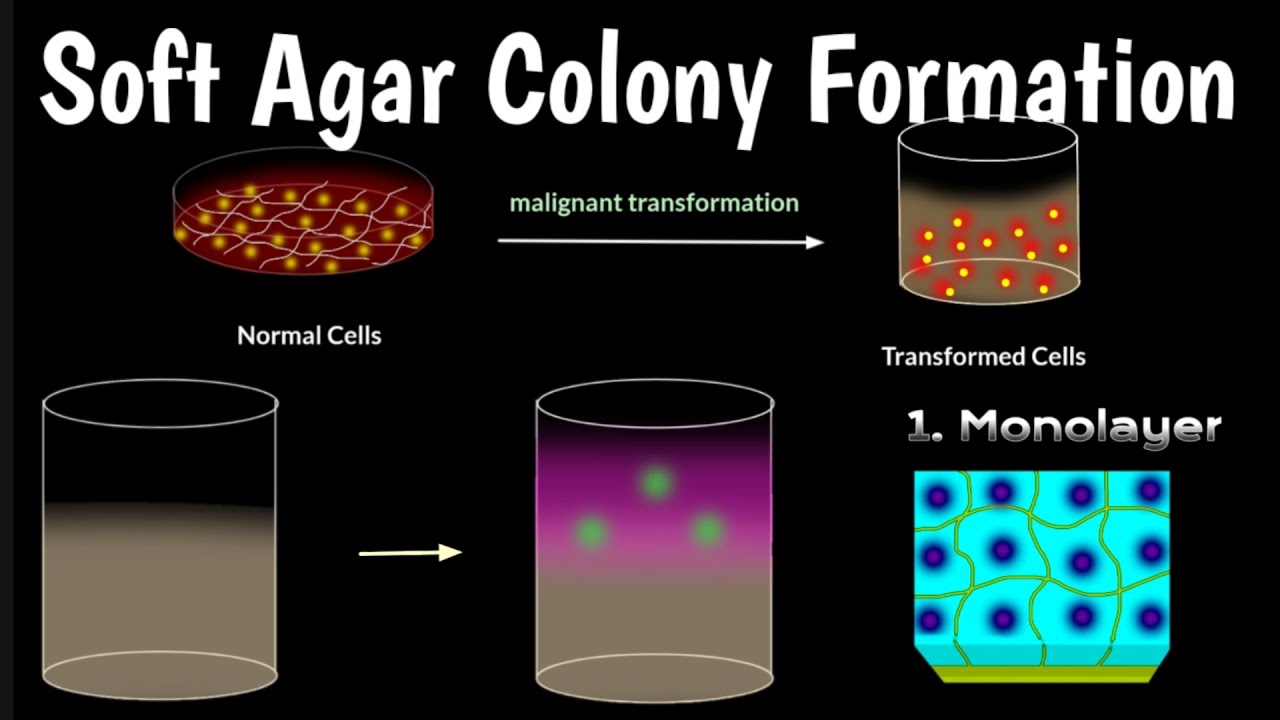 Soft Agar Colony Formation Assay | Identify Inhibitors Of Tumor | 96 ...