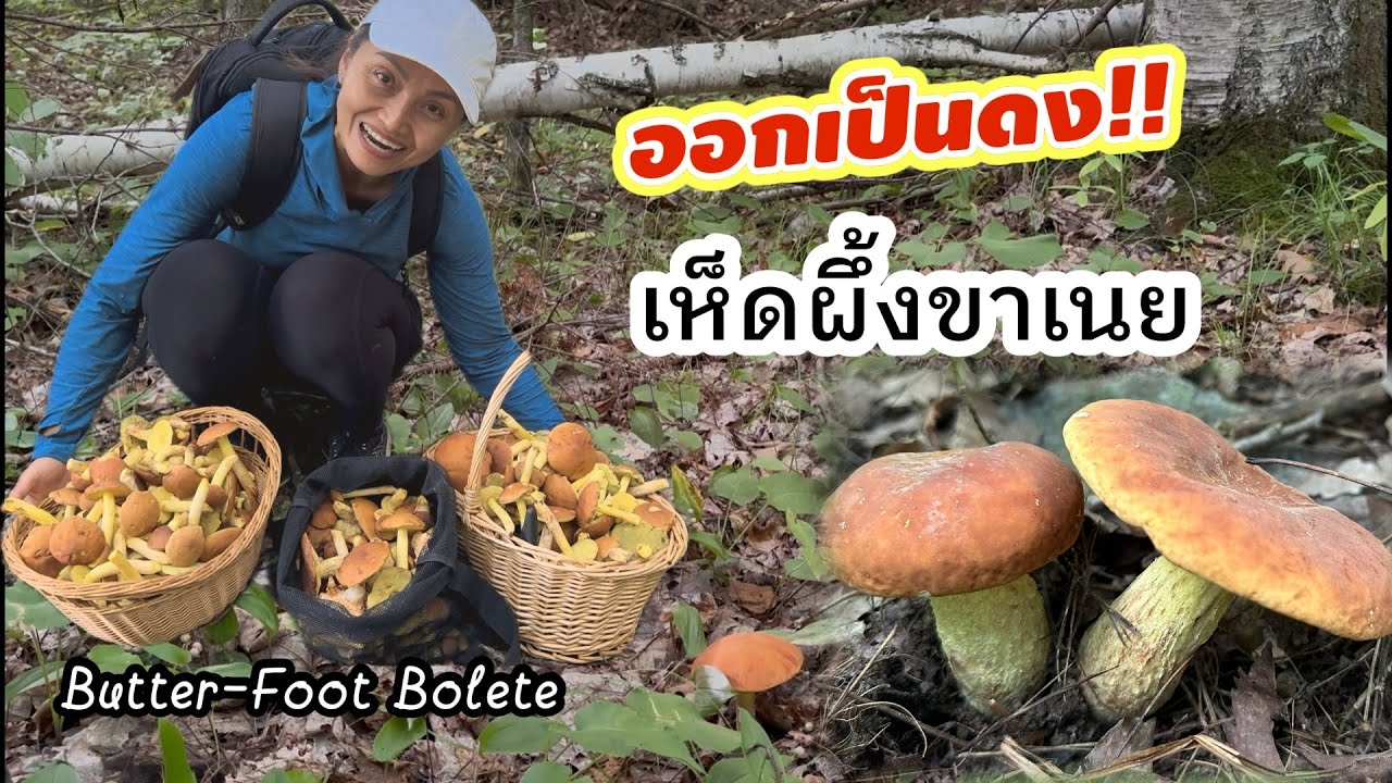 V406 เก็บเห็ดผึ้งขาเนย ออกเป็นดง ยิ่งเก็บยื่งเยอะ ป่าอเมริกา Butter-Foot Bolete forage, WI-USA