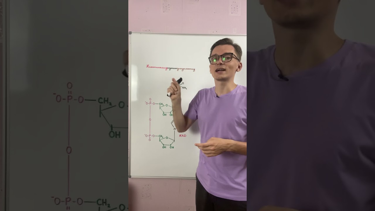 Никотинамидадениндинуклеотид (НАД)