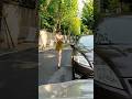 Beautiful Chinese girl [饶饶] #douyin #tiktok #beautiful #shorts