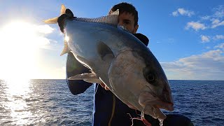Una bella RICCIOLA a metal JIG! - SHORE JIGGING in ITALIA - A Nice AMBERJACK from the rocks!