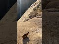 A male rock hyrax (aka dassie) singing.